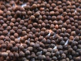 California Poppy Seed