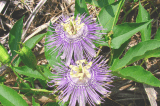 Passion Flower